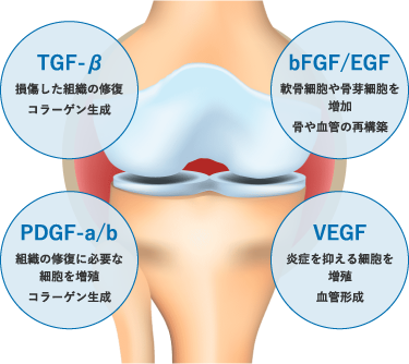 PRPに含まれる成長因子