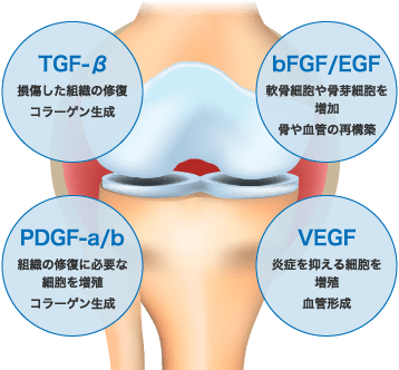 PRPに含まれる成長因子