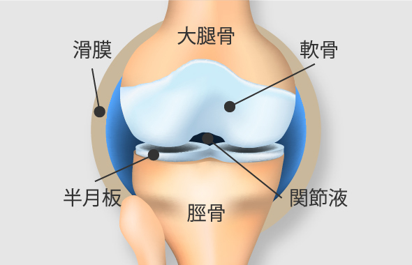 正常なひざ関節