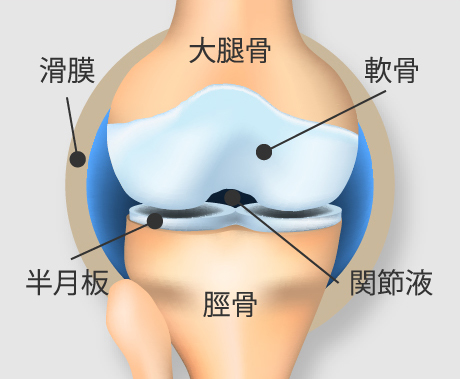 正常なひざ関節