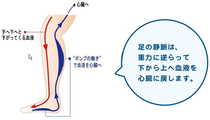 静脈は汚れた血液を心臓に返す血管